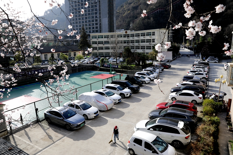 3月20日，这是拍摄的宁陕县公安局家属院内盛开的桃花。