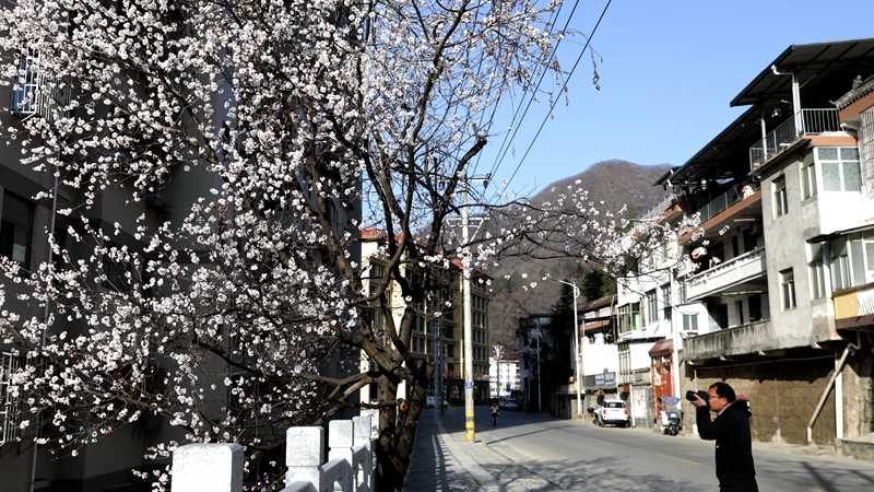 3月20日，摄影爱好者在宁陕县城拍摄春日景色。